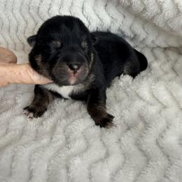 Aurora - Black and tan female Shiba Inu puppy in Trenton, Nebraska from Prairie Shibas