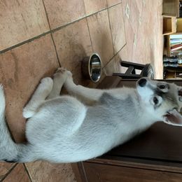 Siberian Husky Puppies from Sassenach Siberians