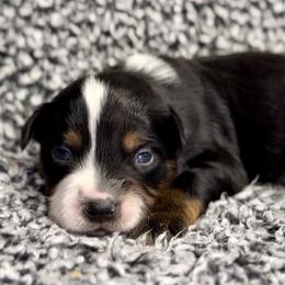 Bean - Black tri male Miniature Australian Shepherd puppy in Michie, Tennessee from Acton Aussies