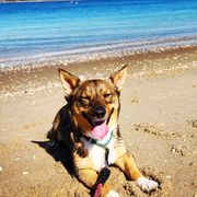 Swedish Vallhunds from Castle Gnome Swedish Vallhunds