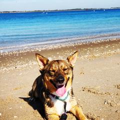 Swedish Vallhunds from Castle Gnome Swedish Vallhunds