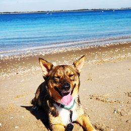 Swedish Vallhunds from Castle Gnome Swedish Vallhunds