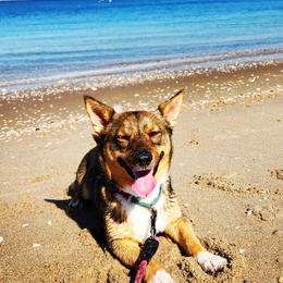 Swedish Vallhunds from Castle Gnome Swedish Vallhunds