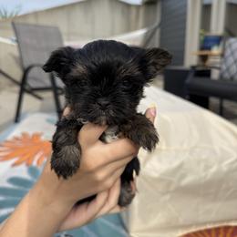 Green Male - Tri-color male Yorkipoo puppy in Ludlow, Missouri from Countryside Doodles and Mohr