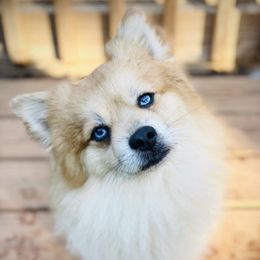 Atlas - Pomeranian