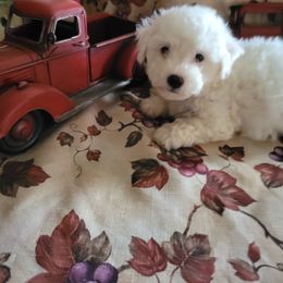 Bichon Frises from Paradiseisland