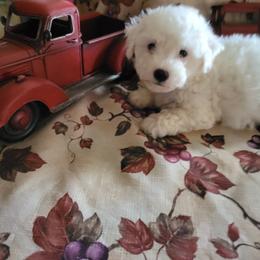 Bichon Frises from Paradiseisland