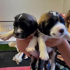 Saint Berdoodle Puppies from Dustdevil Doodles