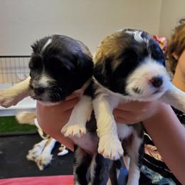 Saint Berdoodle Puppies from Dustdevil Doodles