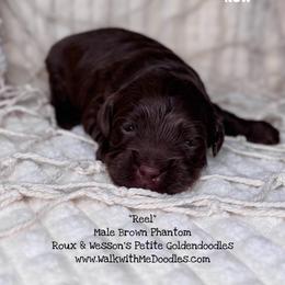 Reel - Chocolate male Goldendoodle puppy in Orange, Texas from Walk with Me Doodles