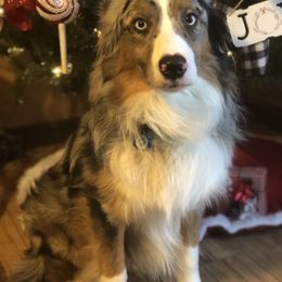 Cash - Miniature American Shepherd
