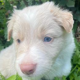 Gray Collar - White and gold male Border Collie puppy in Gadsden, Alabama from Collie Wood Hills