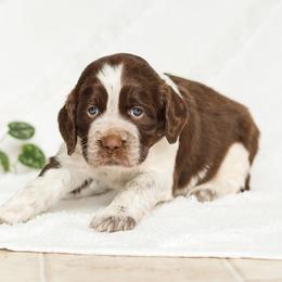Stella - Liver white and roan female English Springer Spaniel puppy in Atglen, Pennsylvania from Smokey Hollow Puppies