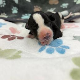 Simon - White and black male Whippet puppy in West Plains, Missouri from Sycamore Ridge Puppies