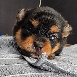Pepper's Pennyroyal Tea - Royal - Black and tan female Pomeranian puppy in Plant City, Florida from Pepper's Pomeranians