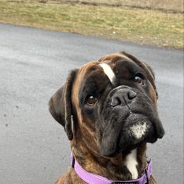 Harley - Boxer