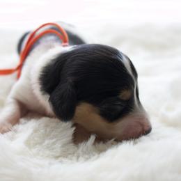 Marshal - Black and cream male Dachshund puppy in Morrow, Ohio from Courtney’s Colorful Doxies