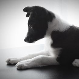Border Collie Puppies from By Design Farm