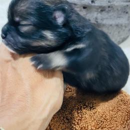 Sasha - Black and tan parti female Pomeranian puppy in Tucson, Arizona from Kristy's Pomeranians