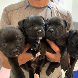 Staffordshire Bull Terrier Puppies from Miguel's Staffordshire Bull Terriers