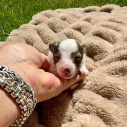 STRIPES - Sable & white male Toy Shetland Sheepdog puppy in Livonia, Michigan from M7’s Shelties, Toonies & AussieDoodles