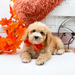 Remy - Apricot male Goldendoodle puppy in Statesville, North Carolina from Doodle Babies