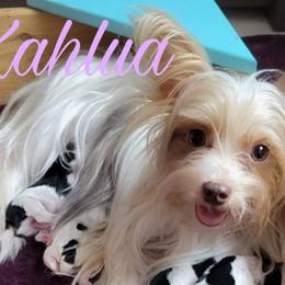 Yorkshire Terriers from Happy Tails Yorkies