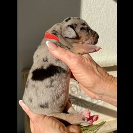 Red - Merle female Great Dane puppy in Weatherford, Texas from Oak Bend Danes