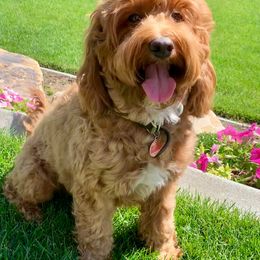 Pippi - Australian Labradoodle