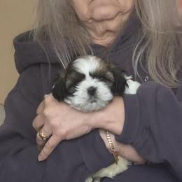 Matilda - Tricolor female Shih Tzu puppy in Stockton, Missouri from James and Denise's Shih Tzus