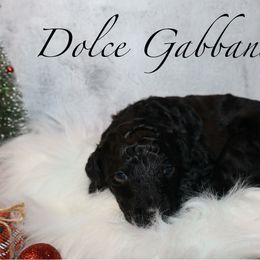Dolce Gabbana - Black female Bernedoodle puppy in Ohio from Moore Doodles