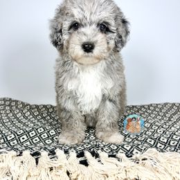 Aussiedoodle, Bernedoodle, Double Doodle, and Goldendoodle Puppies from Dandy Doodle Ranch