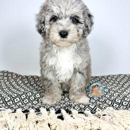 Aussiedoodle, Bernedoodle, Double Doodle, and Goldendoodle Puppies from Dandy Doodle Ranch