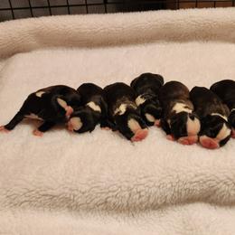 Boston Terrier Puppies from Bogan's Boston's