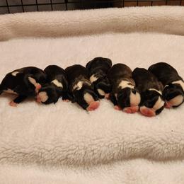 Boston Terrier Puppies from Bogan's Boston's