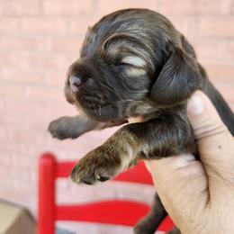 AKC Schroeder Brown tan sable - Brown and tan male Cocker Spaniel puppy in New Market, Tennessee from Down in the Holler