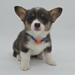 Appa(Crumble) - Blue male Pembroke Welsh Corgi puppy in Dickeyville, Wisconsin from J&R Shepherds & Corgis