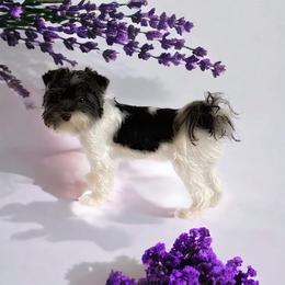 Sundae - Yorkshire Terrier