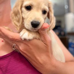 Ee cream - Cream female Dachshund puppy in Lubbock, Texas from It’s a Hot Mess