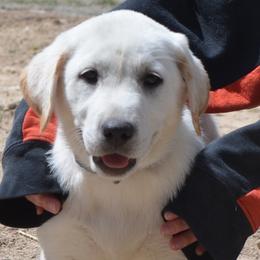 Champion Dad Keeper - Yellow male Labrador Retriever puppy in Spring Creek, Nevada from Badland Kennel