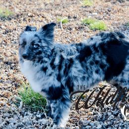 Magnolia - Toy Australian Shepherd