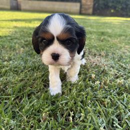 Ralphie - Tri-color male Cavalier King Charles Spaniel puppy in Huntington Beach, California from Russell Cavailers