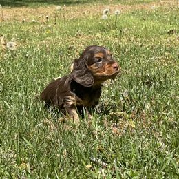 Dachshund Puppies from Kayla’s Wiener Wonderland
