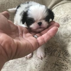 Japanese Chin Puppies from Dizzy Japanese Chin