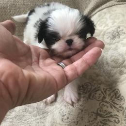 Japanese Chin Puppies from Dizzy Japanese Chin