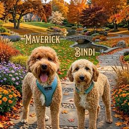 Goldendoodle puppies from Scenic City Doodles