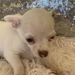 Chihuahua Puppies from Tiny Hiney Farm Chihuahuas