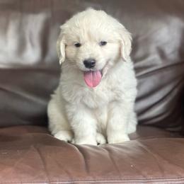 Boy pick 3 - Light golden male Golden Retriever puppy in Waterford, Pennsylvania from Living on Faiths Golden Retrievers