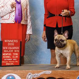 French Bulldogs from Camp Terrazas
