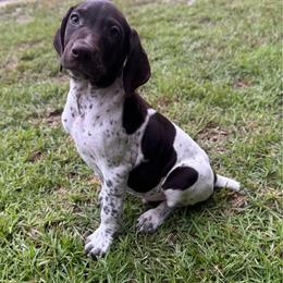 Doc - Liver and white male German Shorthaired Pointer puppy in Georgia from CMC Farms